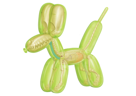 Balloon Dog Anantomy: Green dandashop.co.za